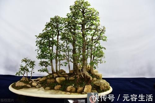 松柏类|制作盆景时，很少的盆土能满足树木的生长吗？盆土越少，盆景的养护难度越大