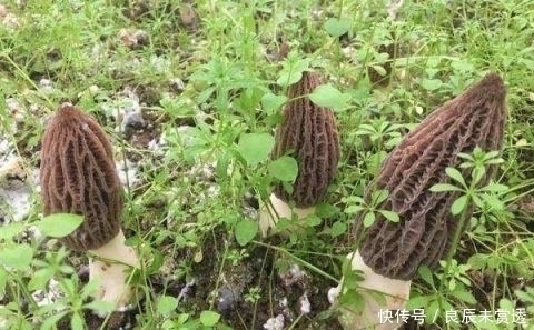 山沟|山沟沟里特有的5种野味 农村娃也未必认识