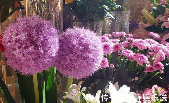 花径最大的球根花卉 花期长 花色艳丽 漂亮又好养 养花就选它 粉紫色