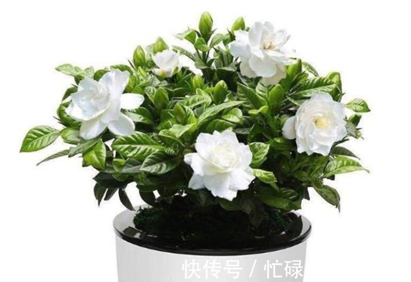 养杜鹃花、茶花、栀子花,跟着我做,五年不换盆依然茂盛开花多