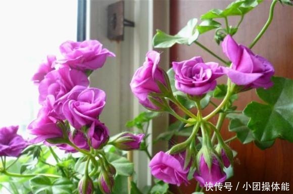 此“花”一年开花好几次，花朵漂亮似玫瑰，养在阳台路人都夸美！