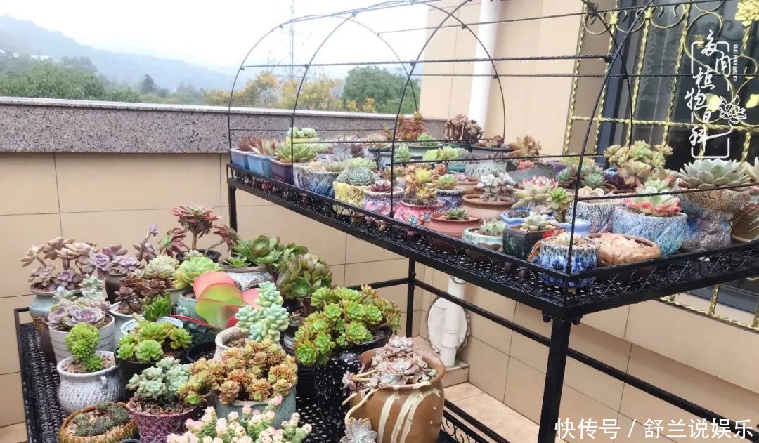 楼顶的多肉,让我的生活无意间打开了一个新世界!