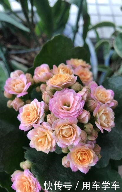 10种花特耐寒，零下5度也能养，冬天也有花看！