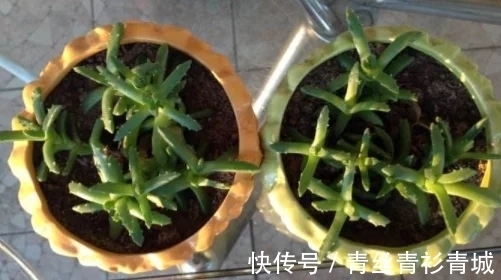 香味|带香味的多肉植物?非常少见,开花时却香气扑鼻!