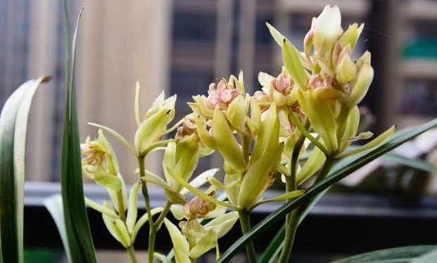 树皮|老花农养兰花,用3种植料,兰花不烂根,芽蹭蹭冒,花呼呼开