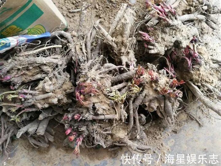 扦插|9月养花，6件事趁早做，下半年进入疯长模式！