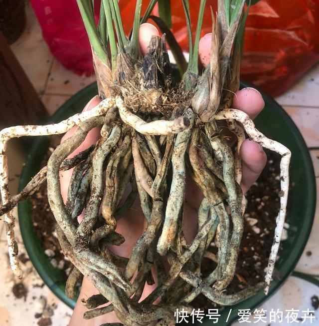 恶霉灵|恶霉灵很适合兰花使用,用对方法,兰花一年不生病