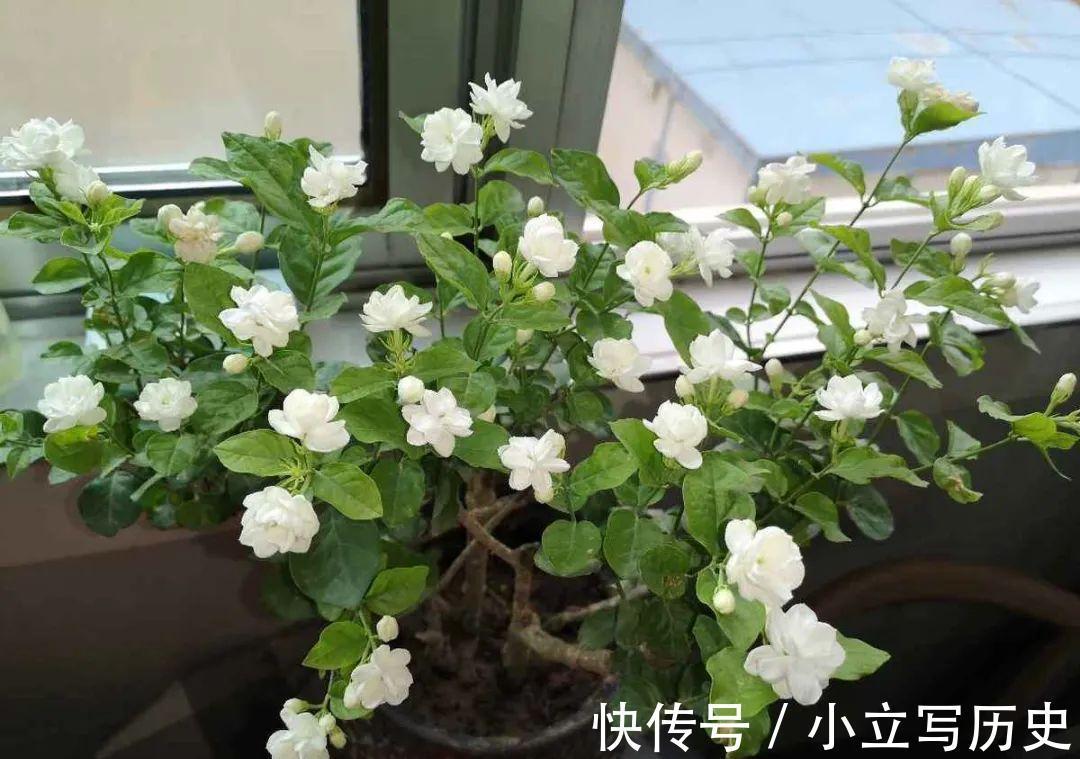 天冷了,15种漂亮花喜欢“大太阳”,多晒长得壮,花更多