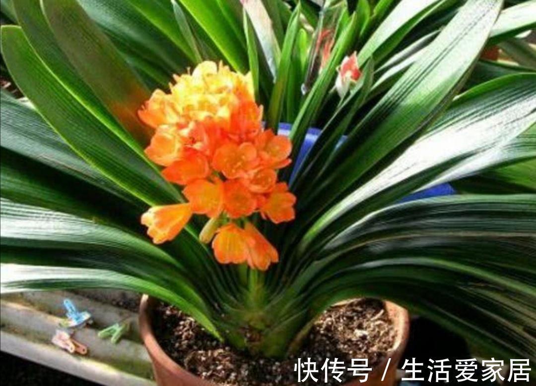 万能土|家庭养花,营养土不用买,自制花土,松软、肥沃,养什么花都旺