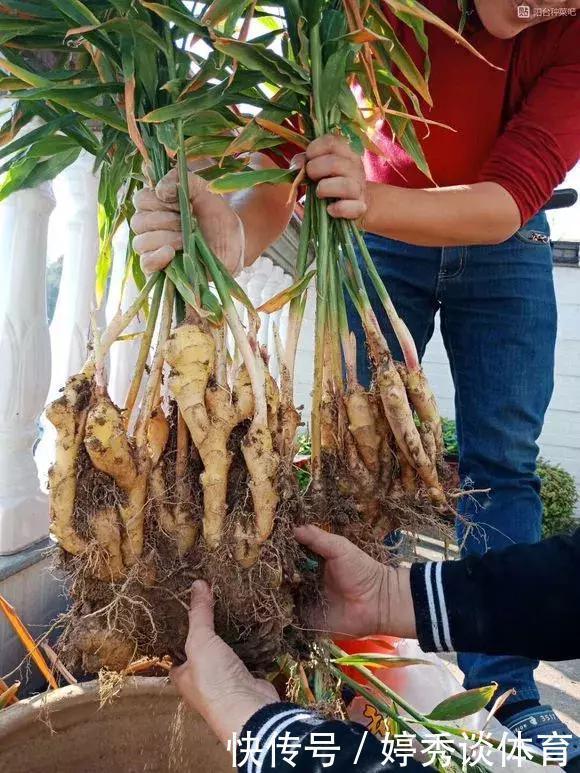 生姜切1刀丢盆里，7天发芽，半年变成“1桶姜”！