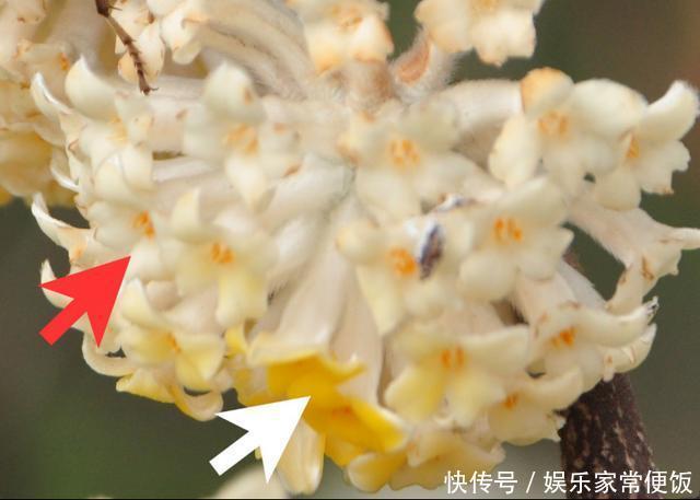 被子植物我就是要开最多彩的花,传最高效的粉!