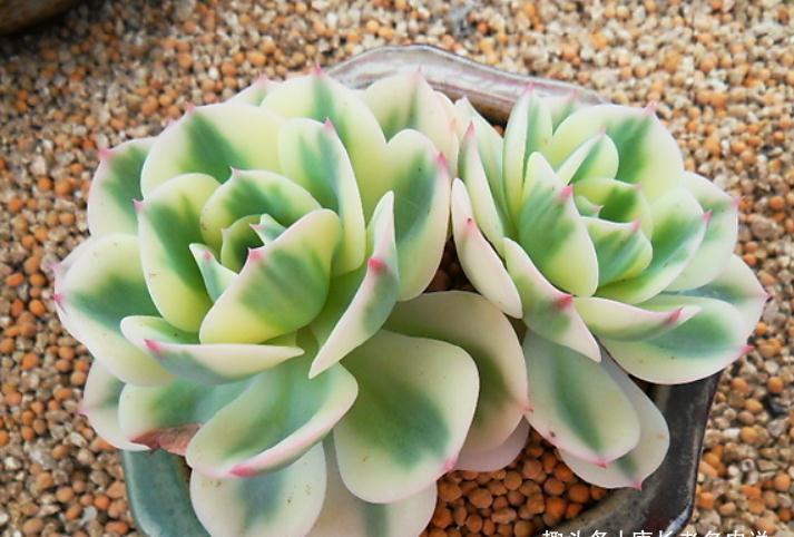 养多肉玉蝶锦的肉友你养活了吗？没养活的话来试试这两种养法吧！