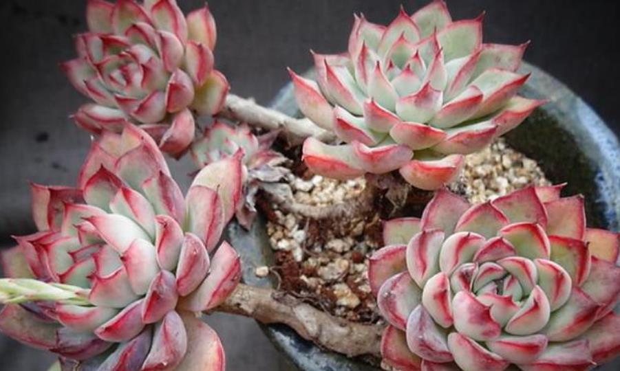 植株|花雨夜的叶片越来越肥,颜色红润喜人,学会这几点你也能养好