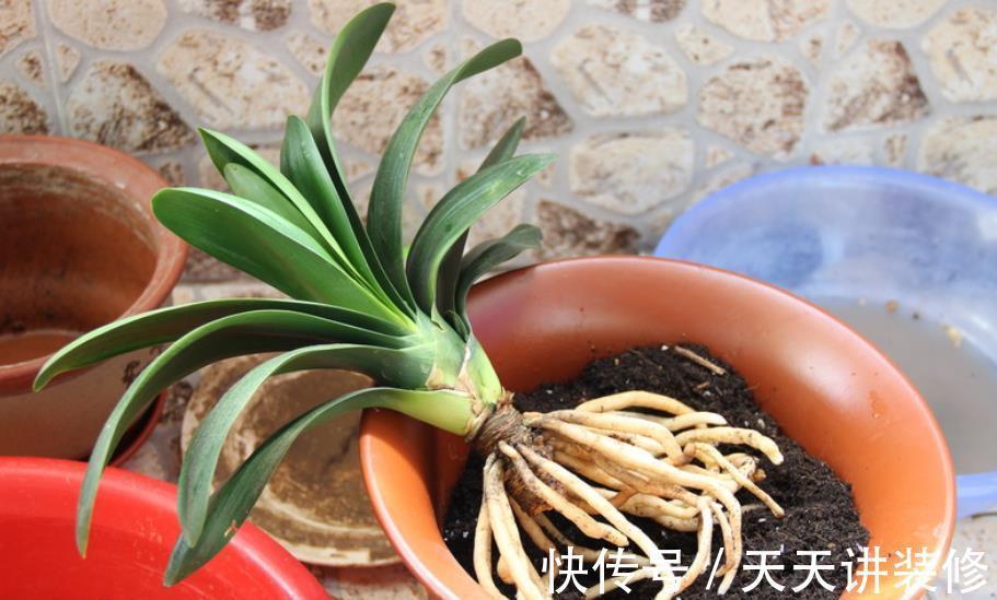 植株|秋天给君子兰，少做一件事，换盆白费力，做好了根系壮开花旺