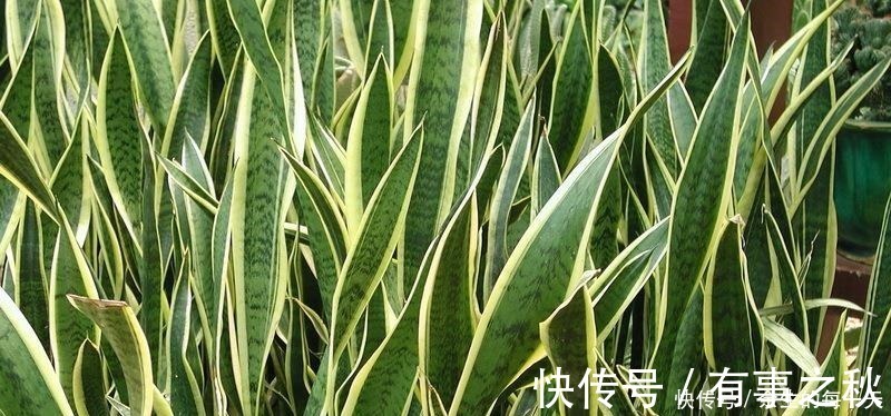 金边|这3种“金边植物”,有钱人必养!往客厅一摆,难怪越来越富有!