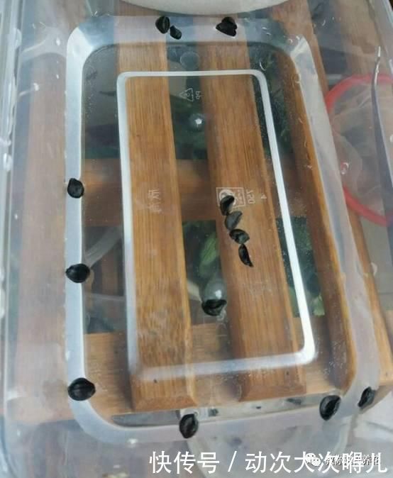  惊艳|这种球乱养都能活，丢盆里1个月开花，开花太惊艳