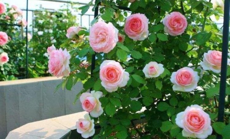 杜鹃花性|4种花自带财运,好养易活不招虫,四季开花,花色多