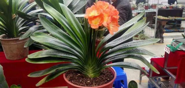 花友们|君子兰不开花,却不知道问题在哪老花匠这些地方有讲究