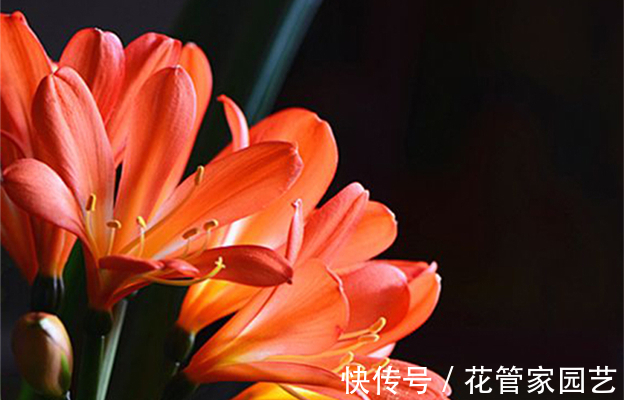 腐叶土+|园艺师教你君子兰怎么养,学会这五点,叶子绿得发亮,开花又多又大