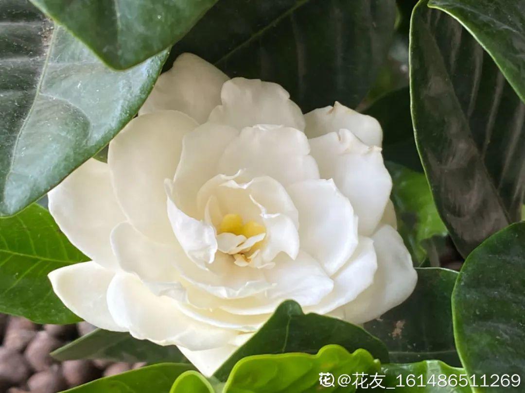 家里养了月季,花后使劲剪,越剪越开花,真省心