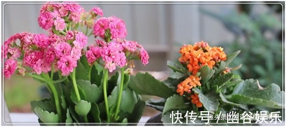 长寿花就好“这一口”,喂足了,叶片油绿发亮,开成“大花球”