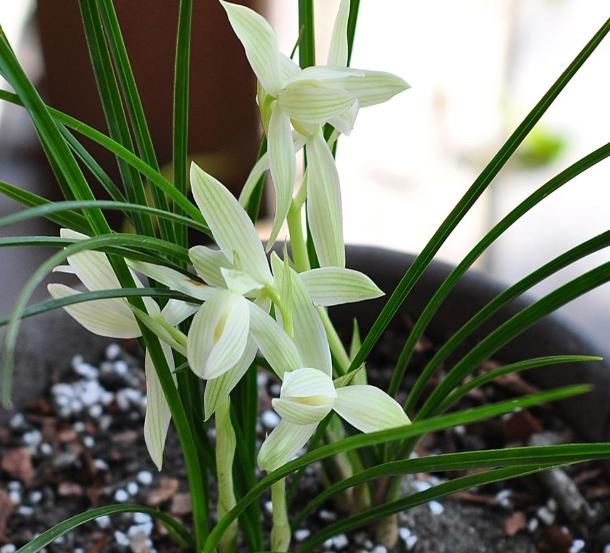 兰花换盆真的不分时候？不要太盲目了，遇到这种情况，快点换盆