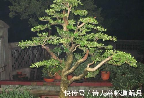 1种“盆景”，有长寿、吉祥的寓意，适合客厅养，比啥花都强