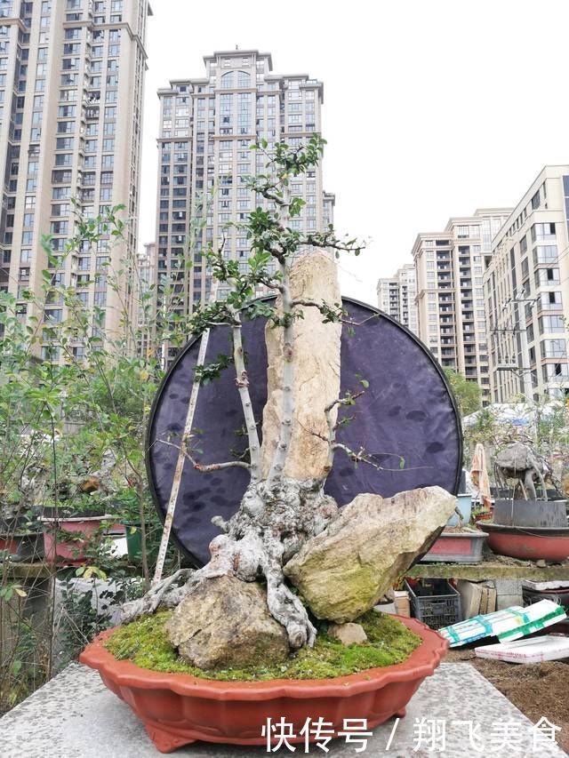 盆景大咖说玩盆景少不了玩根,那么盆景桩头的根系造型有哪些