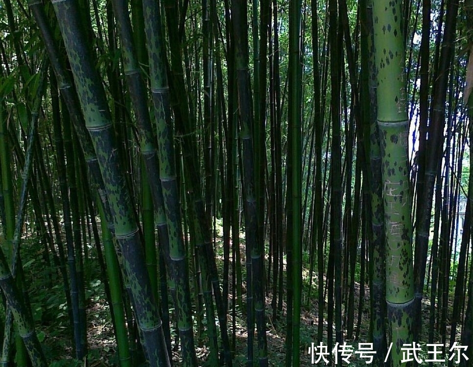 过洞庭$李白和唐珙都写了一首关于洞庭湖的诗,谁的诗更浪漫呢