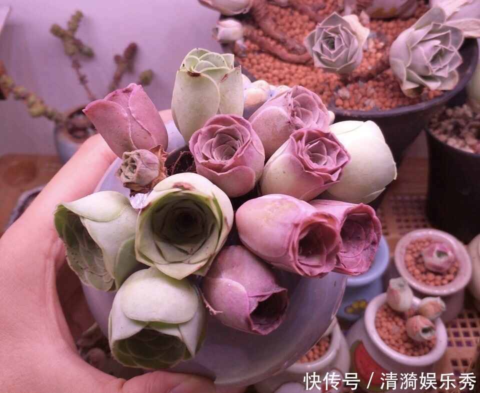 盘点10种“容易度夏”多肉,南北方花友,随便选、随便养