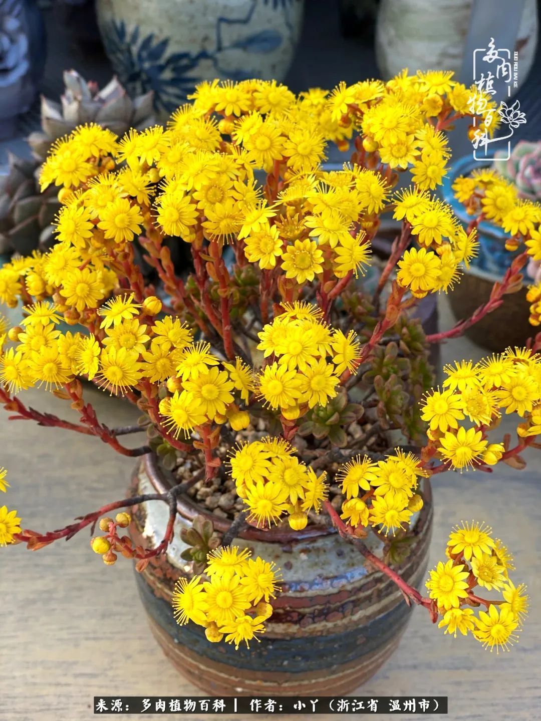 祖上无院家里无矿，一腔浪漫情怀付诸楼顶造花！