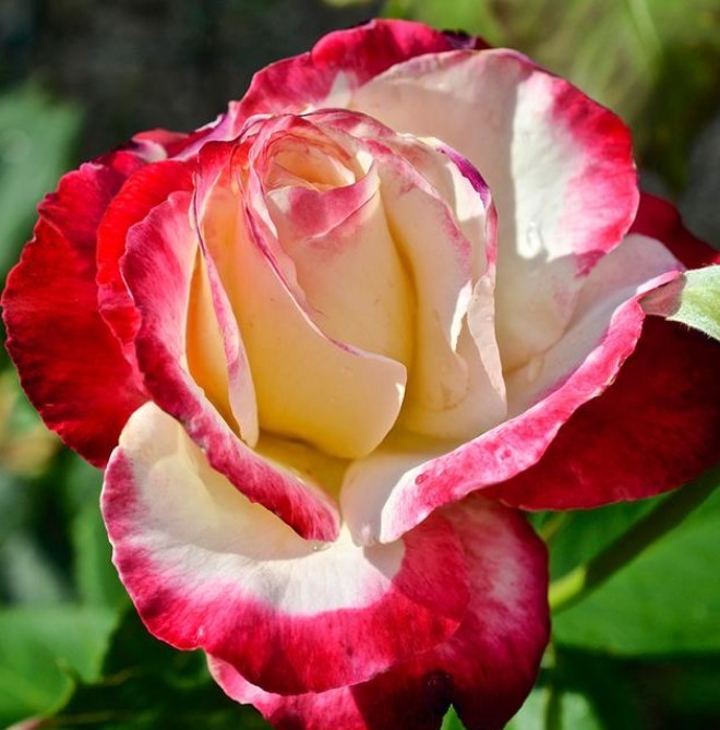 家养此款花卉，开花勤爱爆盆，花儿轻松开爆，适合阳台盆栽