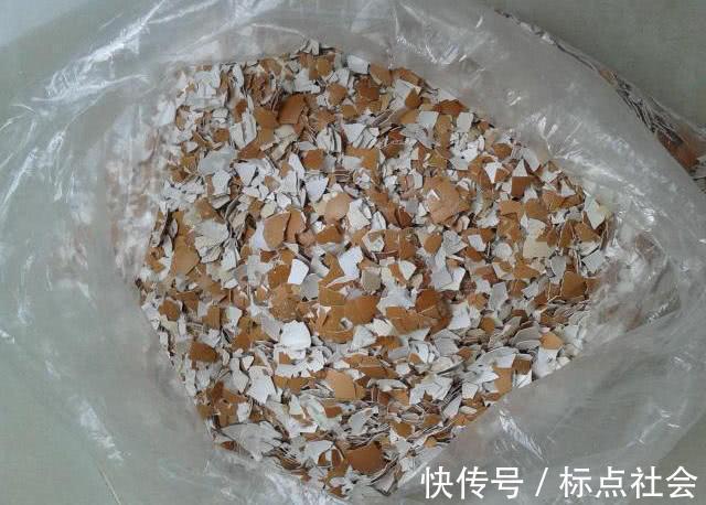 吃完的鸡蛋，壳不要再丢掉了，用水泡一泡，三大用途太实用了