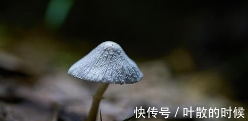 狮子座|其实很不错，却经常忧虑，希望这几个星座，对自己好一些