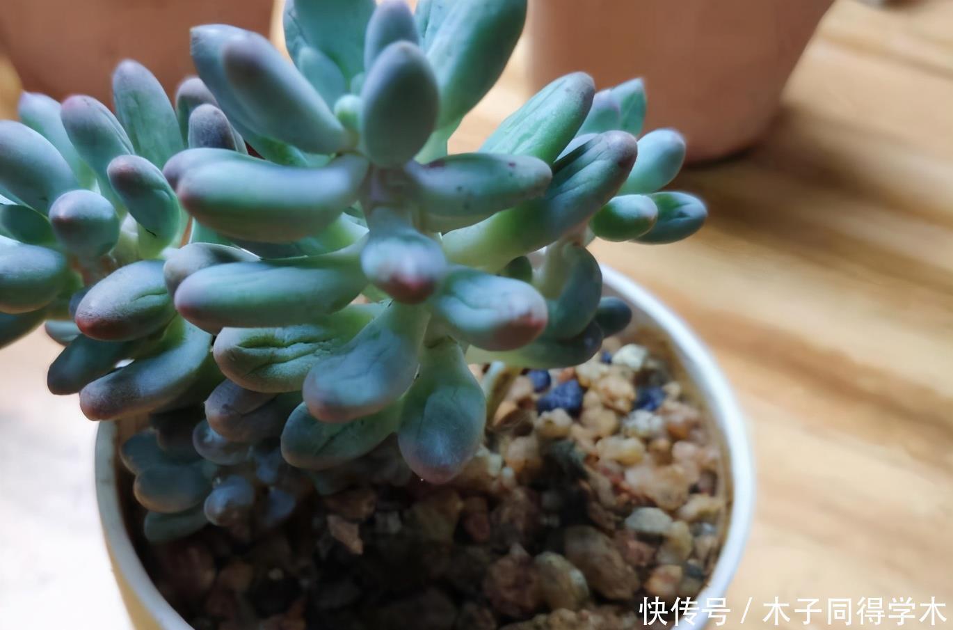 养护|夏季养多肉浇水,这3方面要加倍小心,否则烧根掉叶