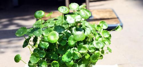  叶片|蟹爪兰叶子发蔫，如此做，轻松长满盆！