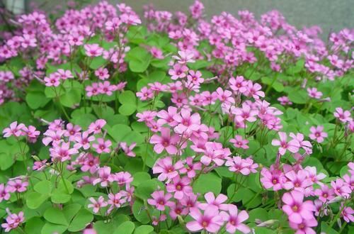  植物|野外4种植物，种在花盆里，养成漂亮小盆栽！?