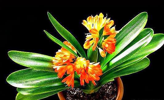 君子兰养了好多年，不长侧芽，养护注意几点，变成群兰花开爆！