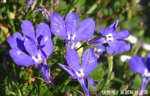 4种花四季开花不断,阳台变成小花园,漂亮好养受欢迎