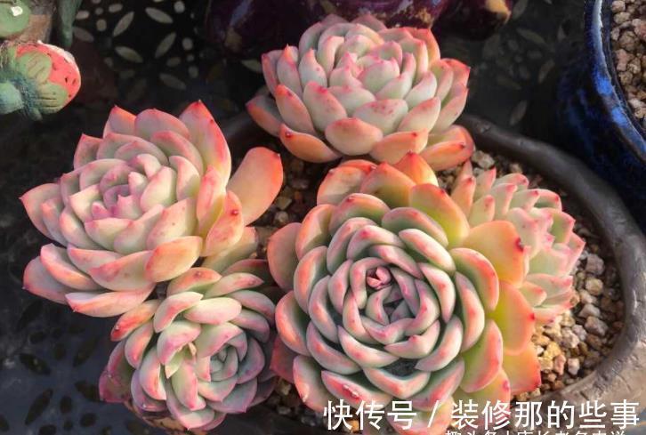 莎莎|多肉莎莎女王——别人家的莎莎是女王,为啥你家的莎莎却像丫鬟?