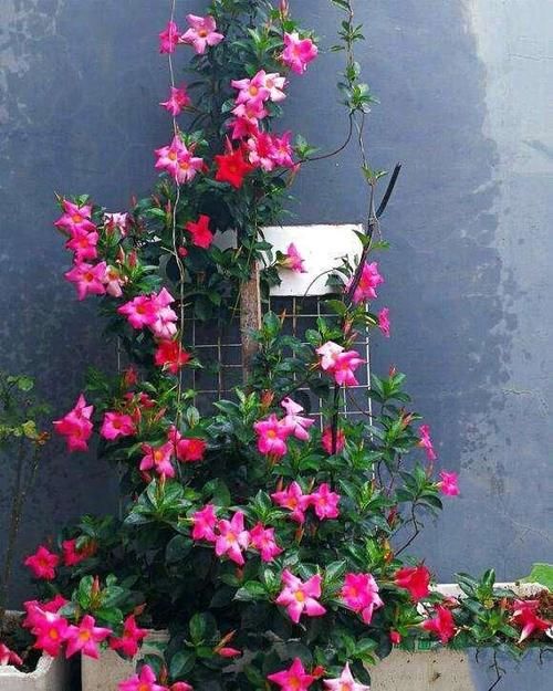  好看|庭院花草如何搭配才好看？