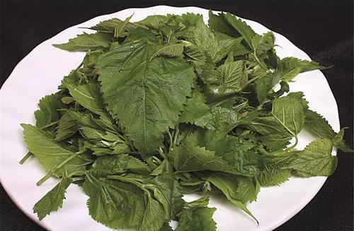 桑叶泡水|桑叶泡水喝能带来哪些好处？这5个好处或会不请自来