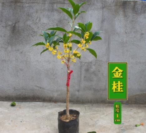 北方可以栽桂花树吗，成活后会开花吗？