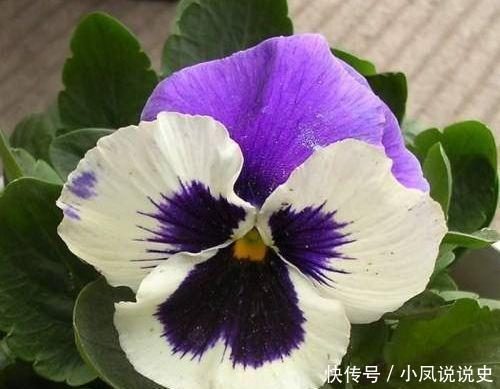 养花就养4种花,家里养一盆,开花漂亮花期长,纯洁美