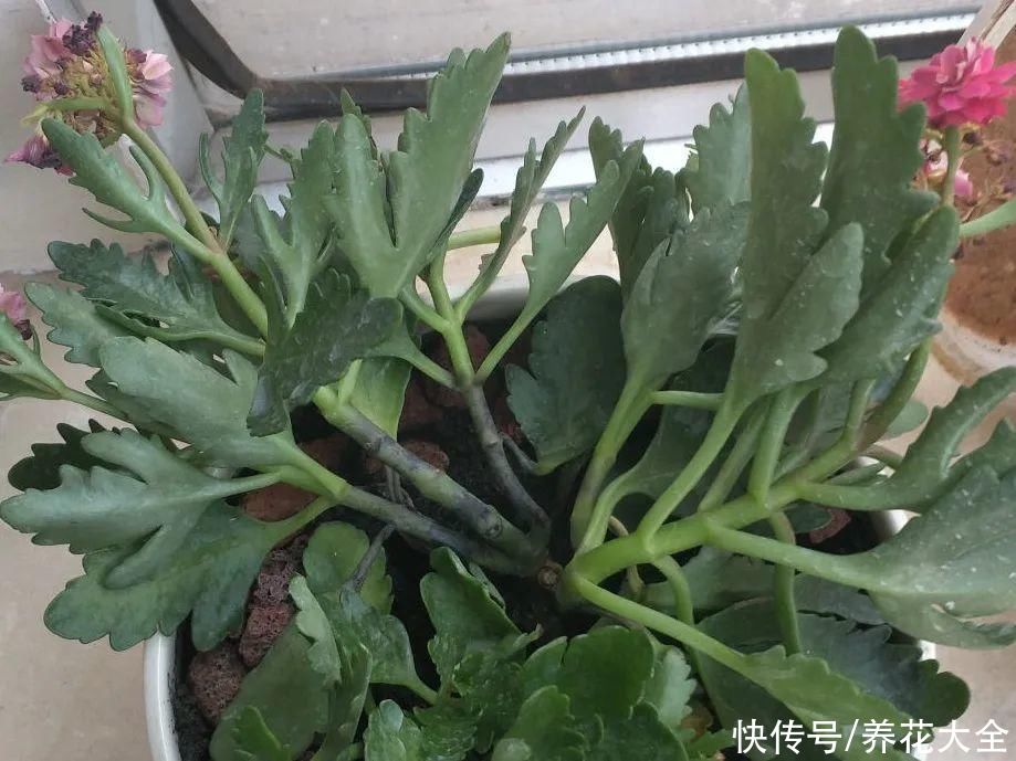 10种花要控水，天热反而不能浇，一浇水就死