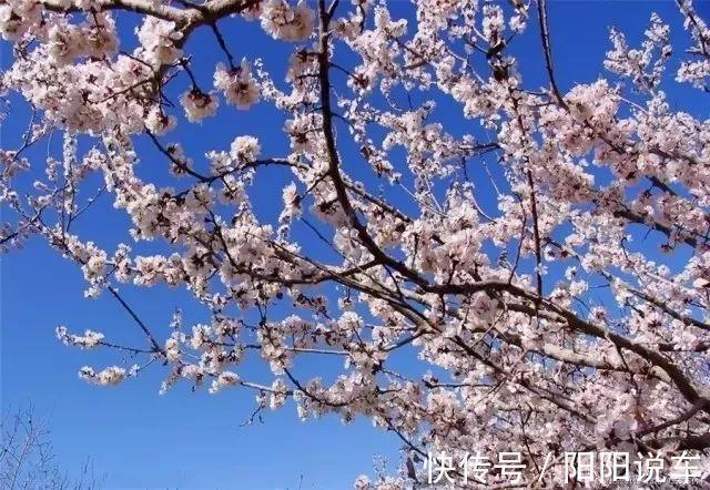 宋祁@惊蛰时节杏花盛开,一首《木兰花》,感悟宋祁对春天与人生态度