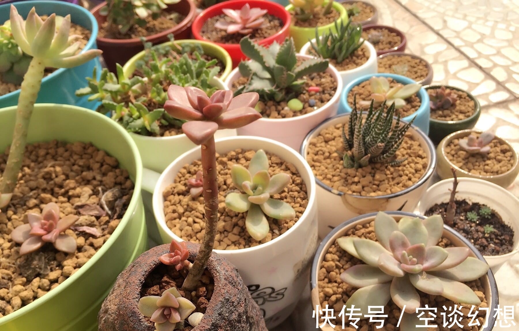 姬胧月好养活,叶子插入土里会生根,后期管理要注意这些