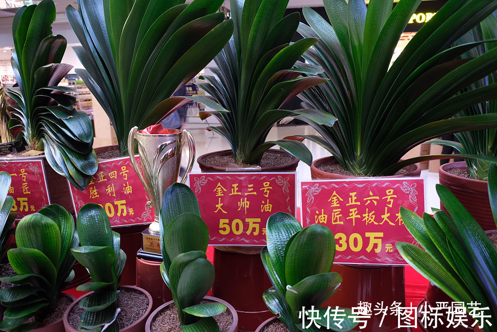 给君子兰吃一粒“药片”,叶片油绿,快速开花