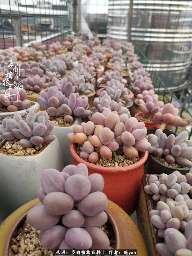 养多肉近四年,一路的走来,阳光总在风雨后!
