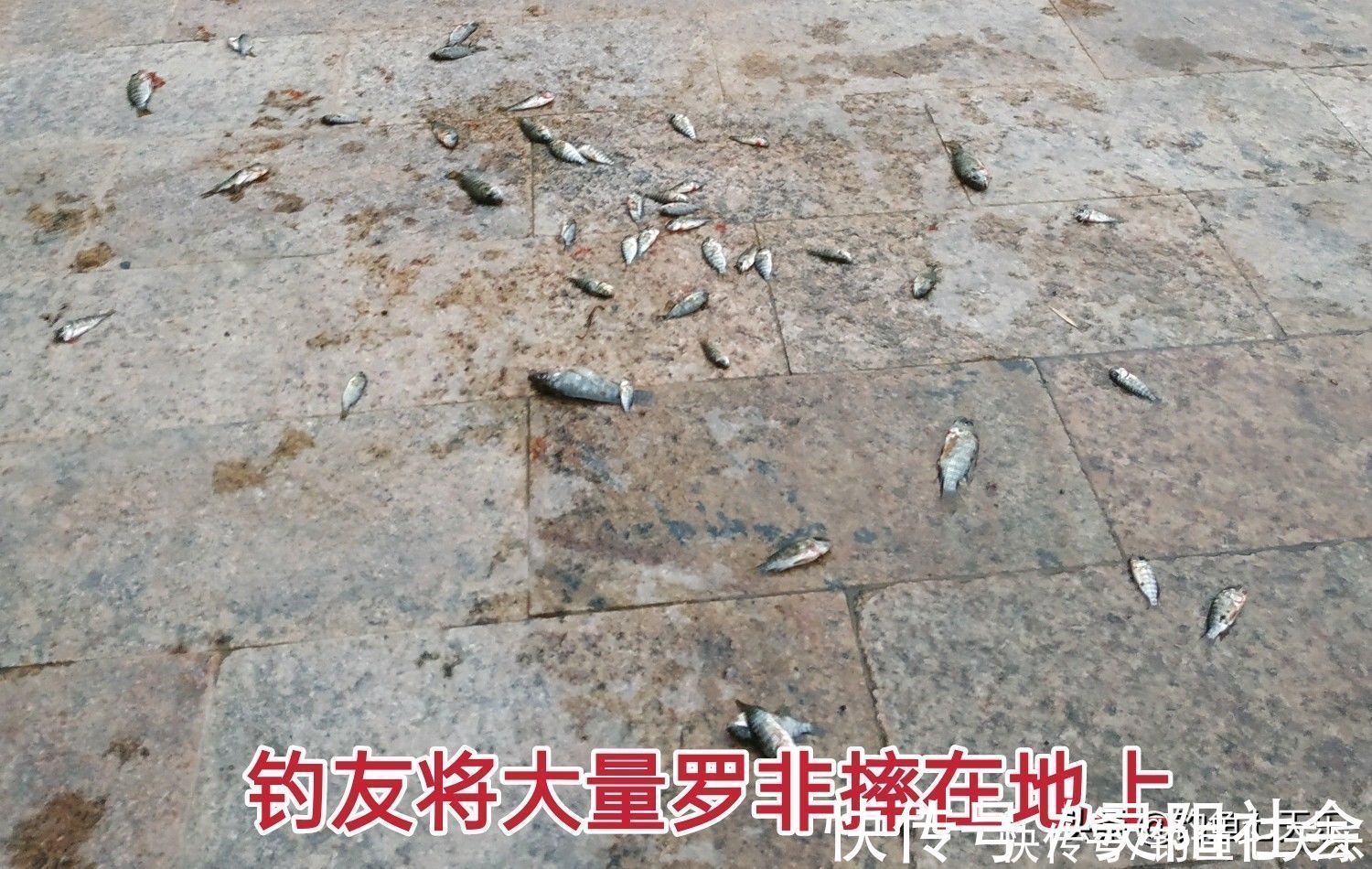 物种|钓到小鱼就摔死,真有必要吗?钓友:有两种“害鱼”必须摔